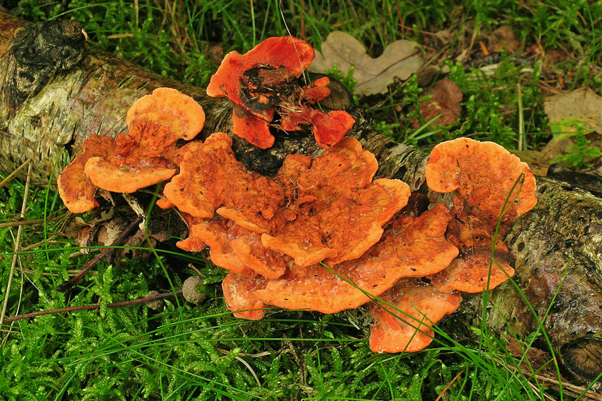 Pycnoporus cinnabarinus (door Henk Huijser)