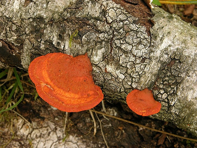 Pycnoporus cinnabarinus (door Hannie Joziasse)