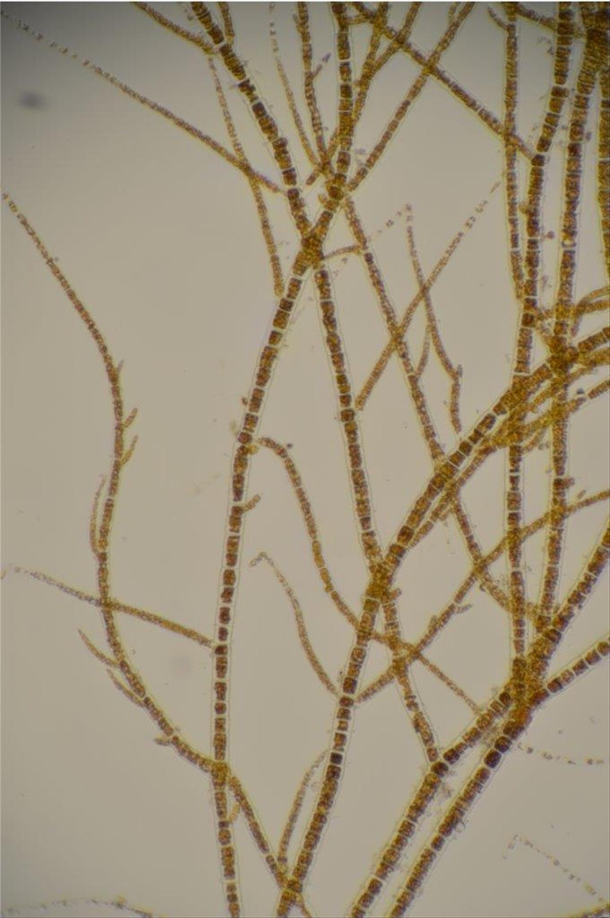 Pylaiella littoralis (door Mart Karremans)