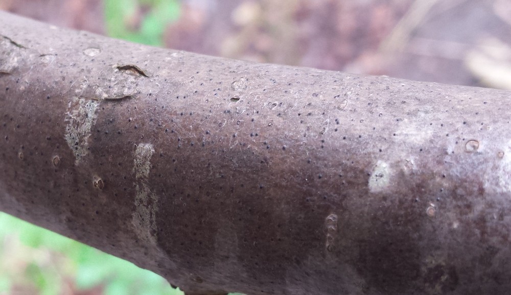 Pyrenula coryli (door Bart Hessen)