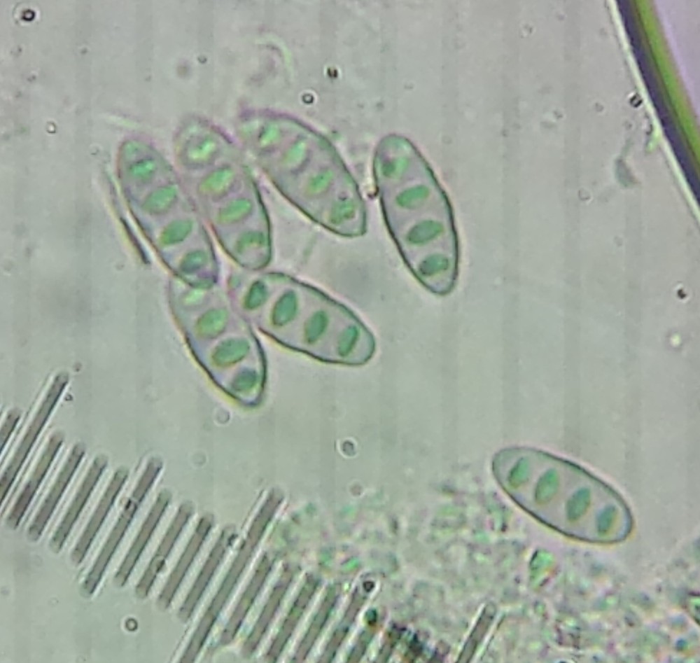 Pyrenula coryli (door Bart Hessen)