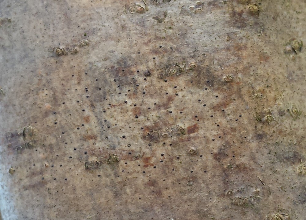 Pyrenula coryli (door Bart Hessen)