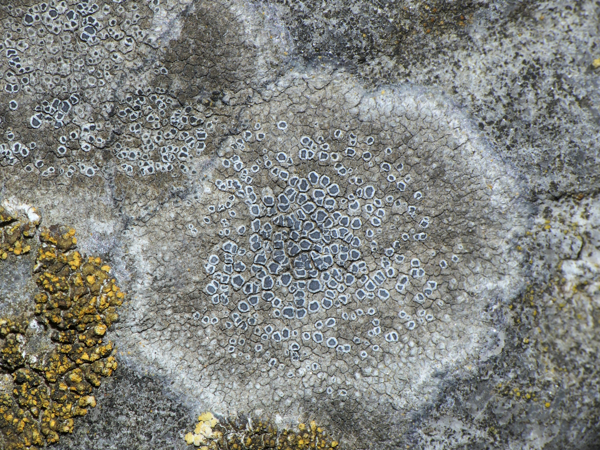 Pyrenodesmia variabilis (door Henk-Jan van der Kolk)