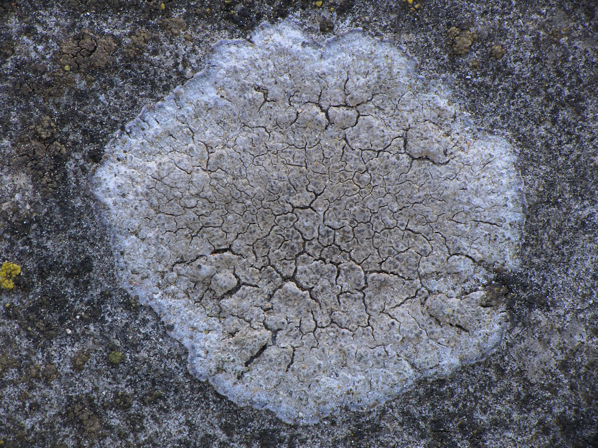 Pyrenodesmia variabilis (door Henk-Jan van der Kolk)