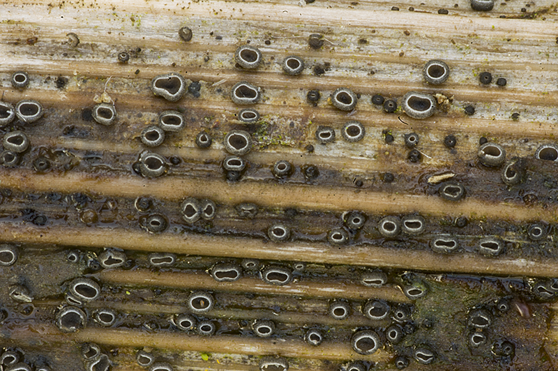 Pyrenopeziza carduorum (door Nico Dam)