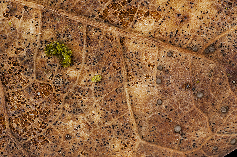 Pyrenopeziza nervicola (door Nico Dam)