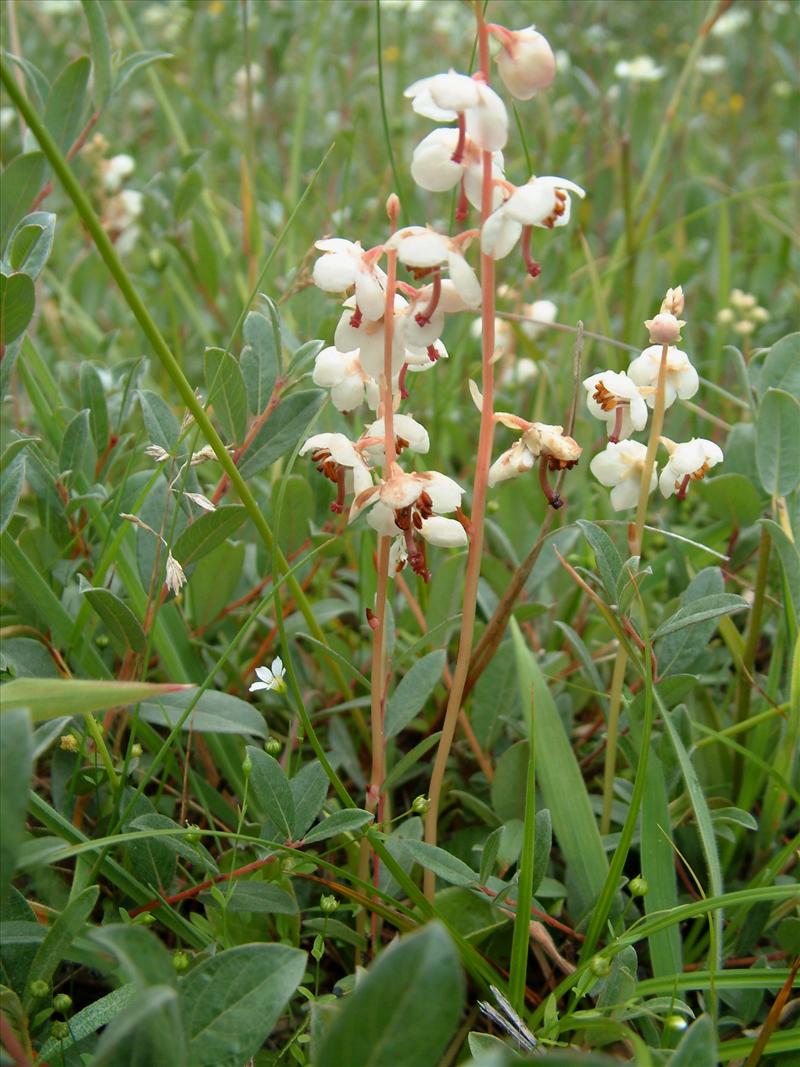 Pyrola rotundifolia (door Adrie van Heerden)