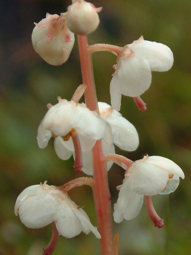 Pyrola rotundifolia (door Adrie van Heerden)