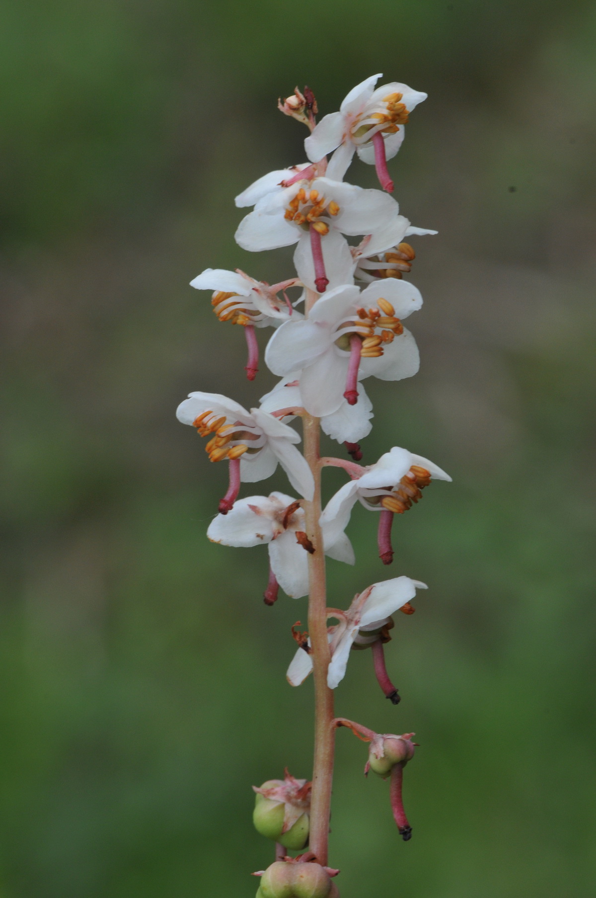 Pyrola rotundifolia (door Hans Toetenel)