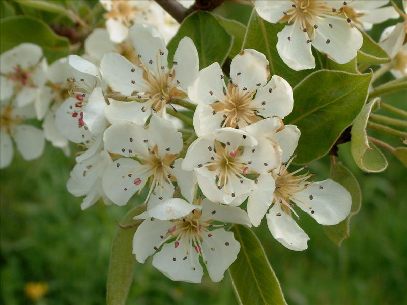 Pyrus communis (door Adrie van Heerden)