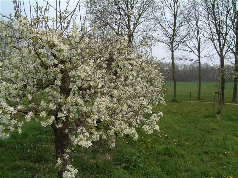 Pyrus communis (door Adrie van Heerden)