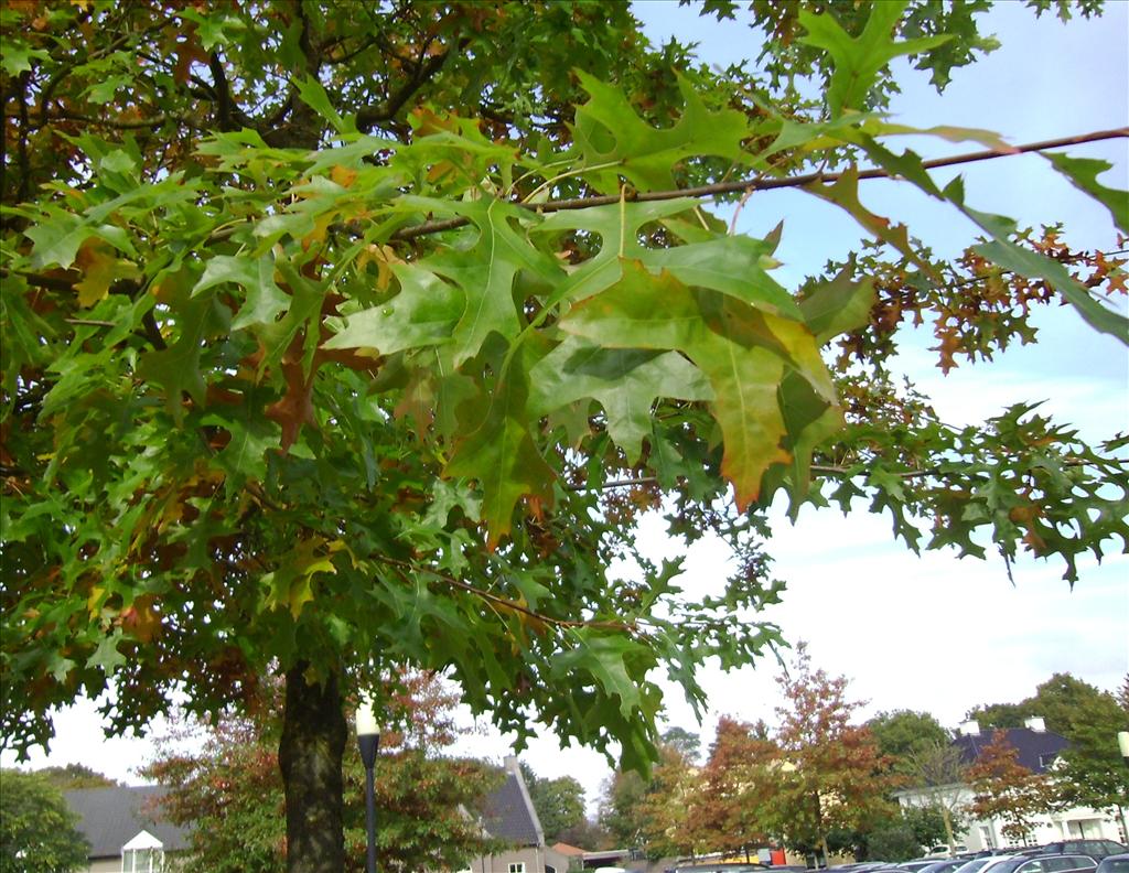 Quercus palustris (door Toon Verrijdt)