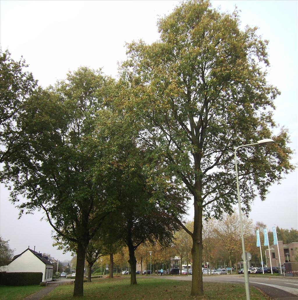 Quercus cerris (door Toon Verrijdt)