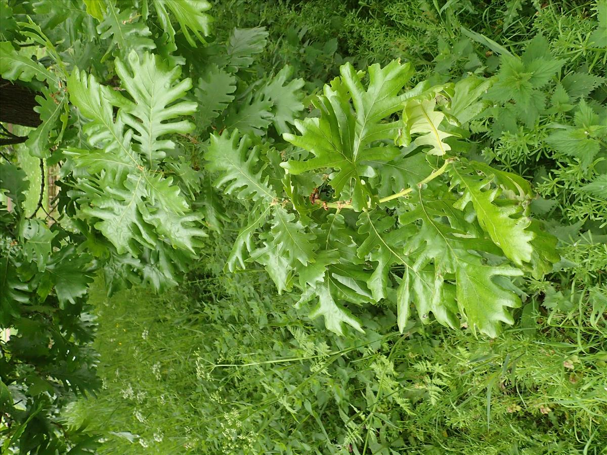 Quercus frainetto (door Adrie van Heerden)