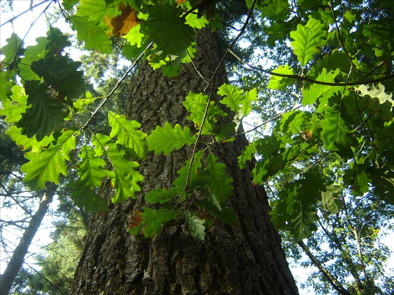 Quercus petraea (door Ruud Beringen)