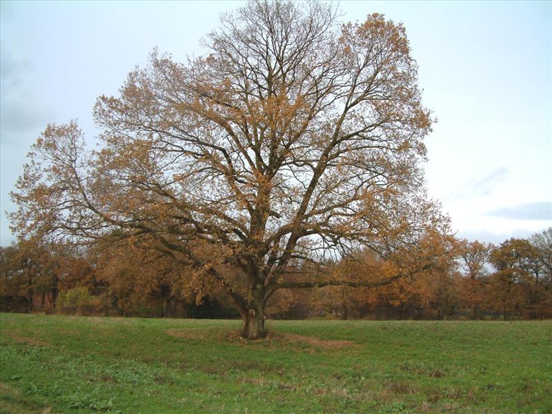 Quercus robur (door Adrie van Heerden)