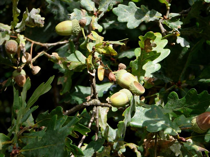 Quercus robur (door Adrie van Heerden)