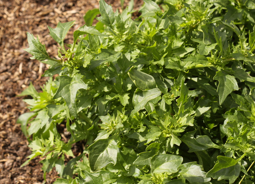 Chenopodium quinoa (door Peter Meininger)