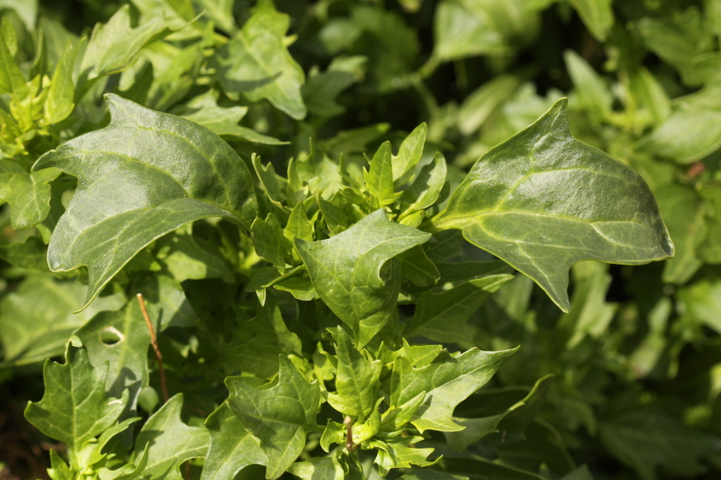 Chenopodium quinoa (door Peter Meininger)