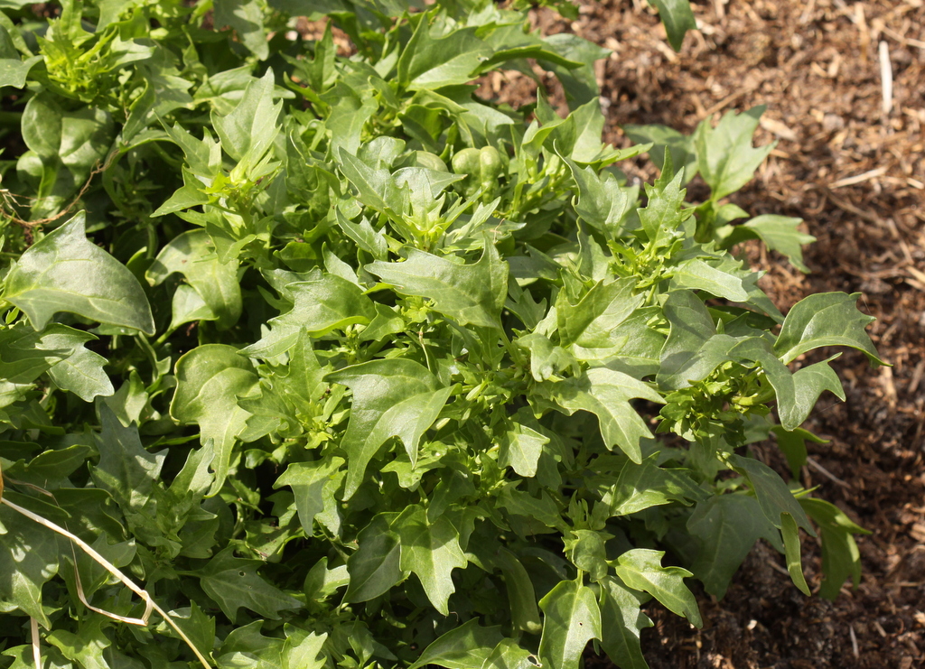 Chenopodium quinoa (door Peter Meininger)