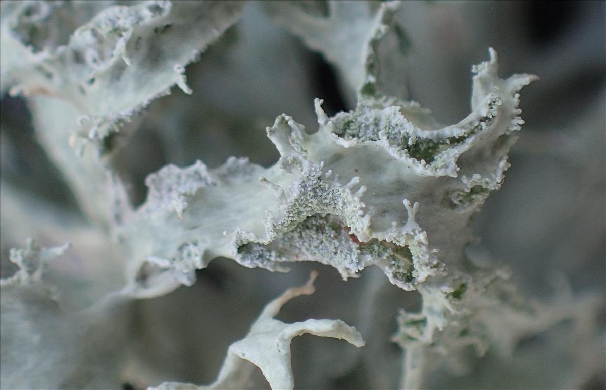 Ramalina canariensis (door Arno van der Pluijm)