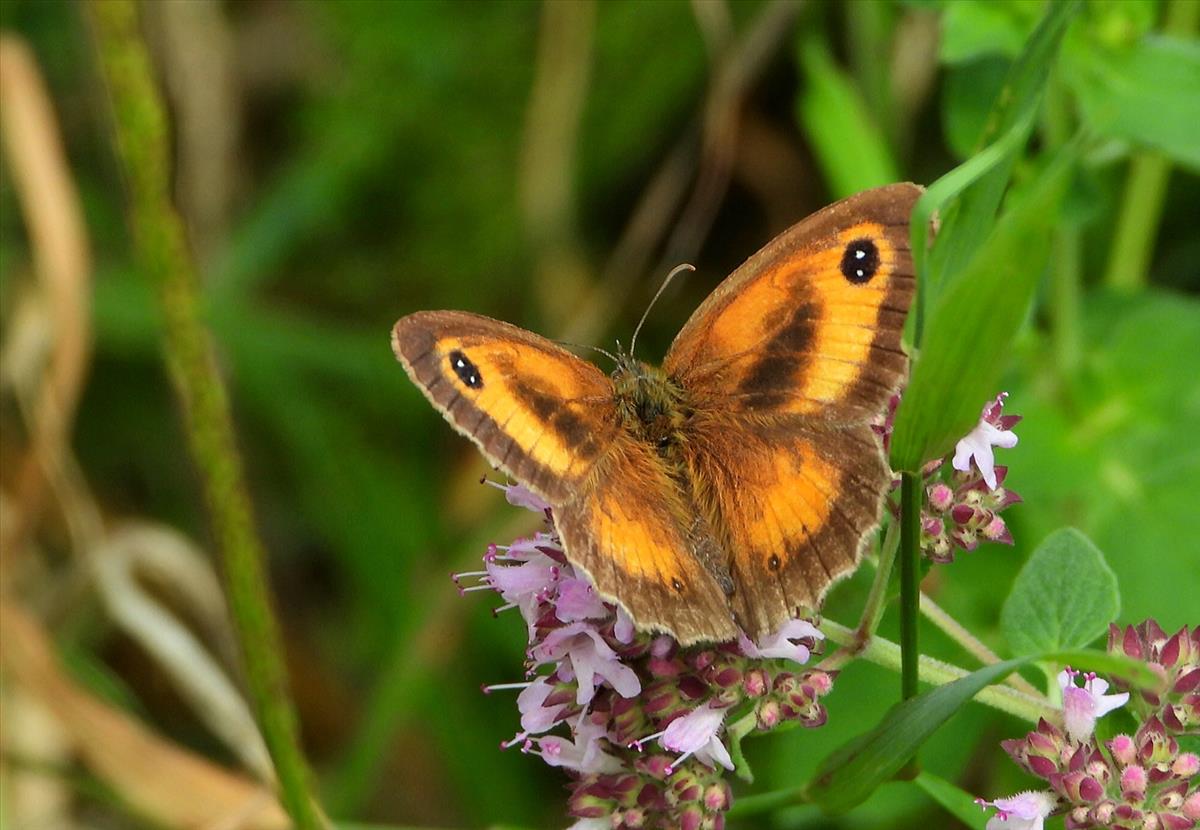 Pyronia tithonus (door Jelle Bakker)