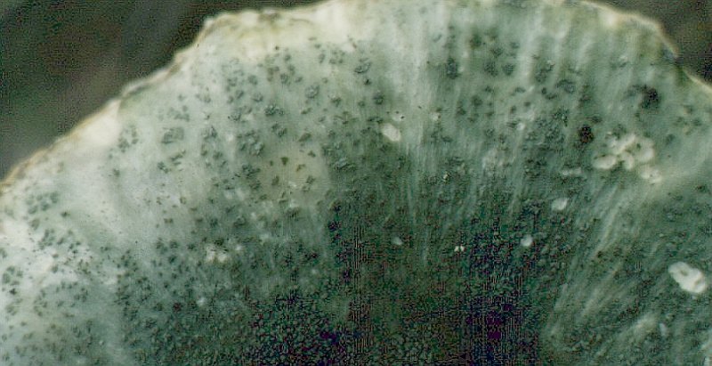 Russula virescens (door Aldert Gutter)