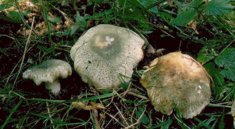 Russula virescens (door Aldert Gutter)