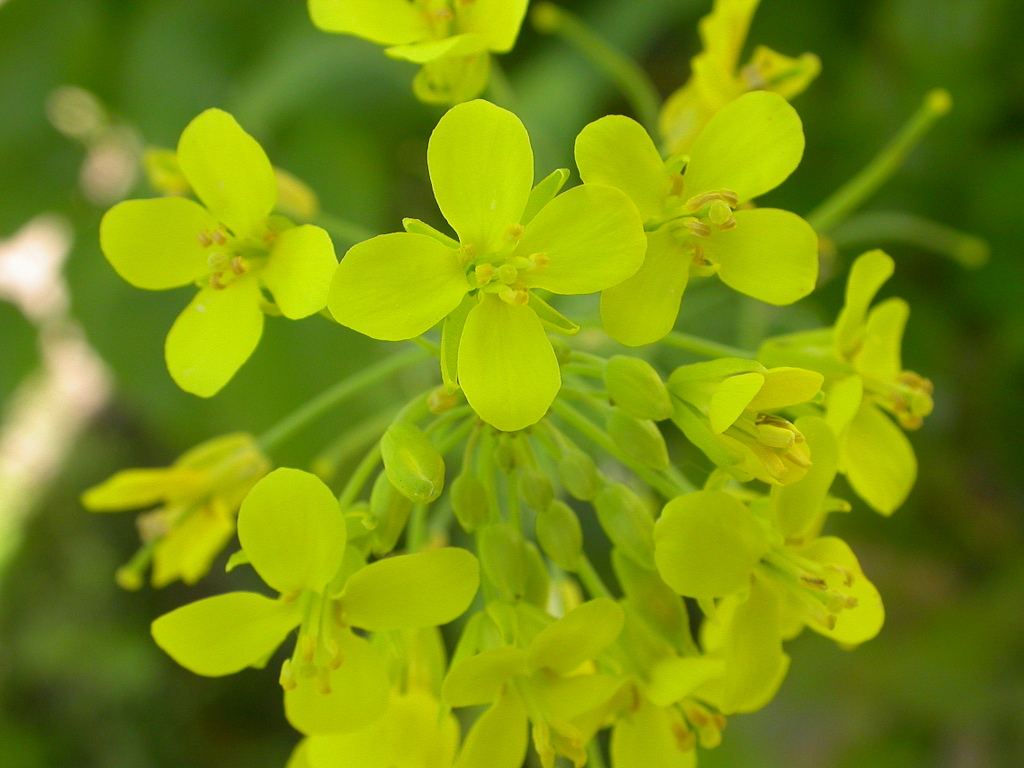 Brassica rapa (door Peter Meininger)