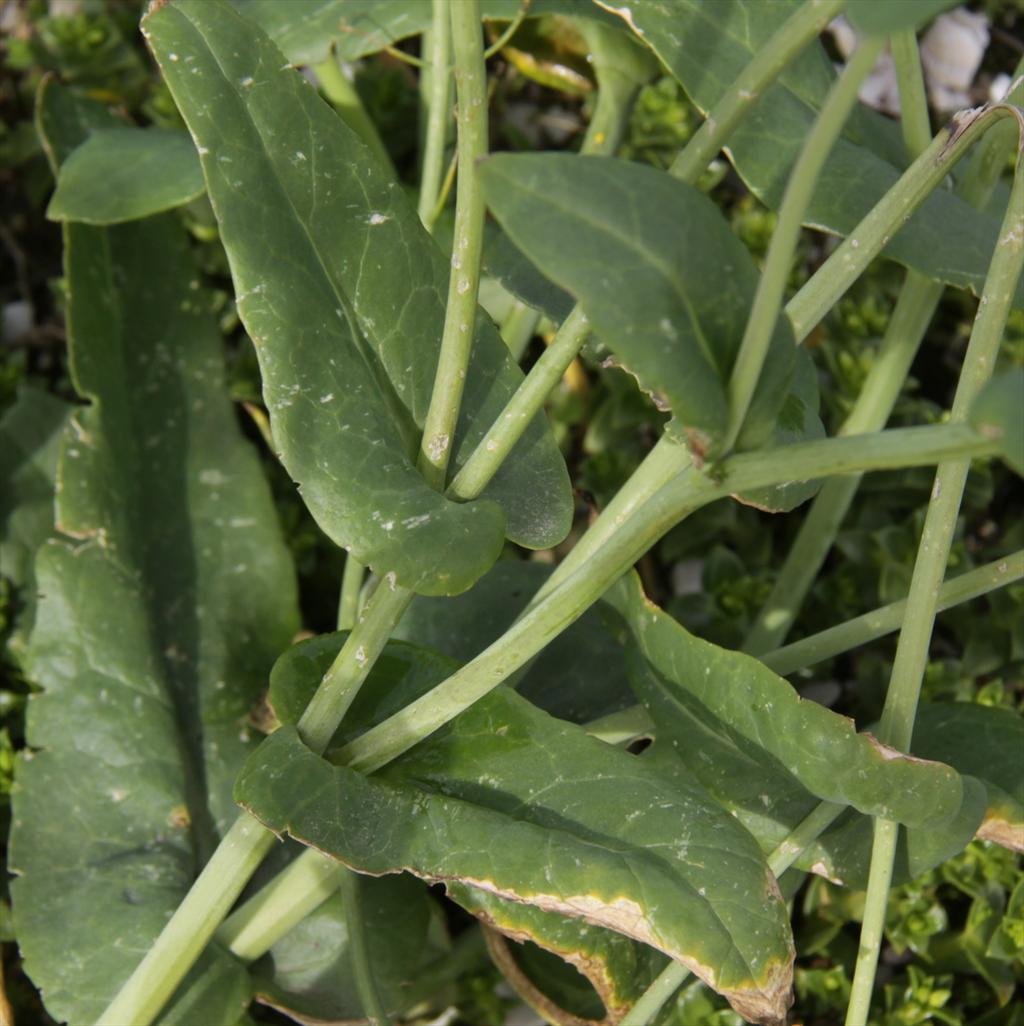 Brassica rapa (door Peter Meininger)