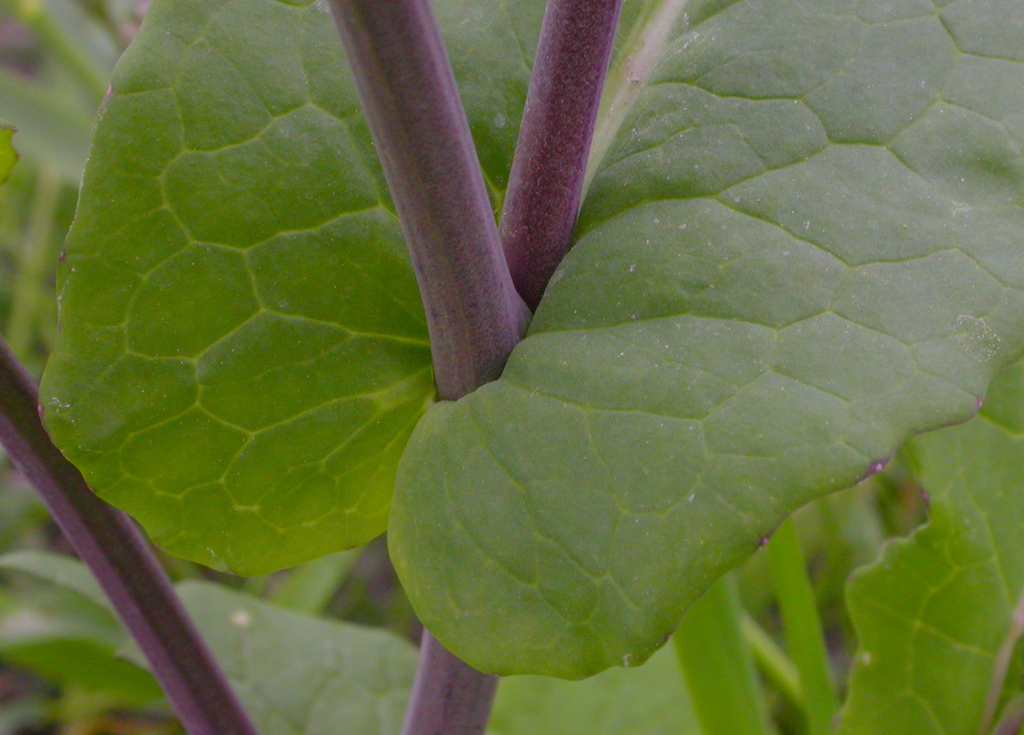 Brassica rapa (door Peter Meininger)