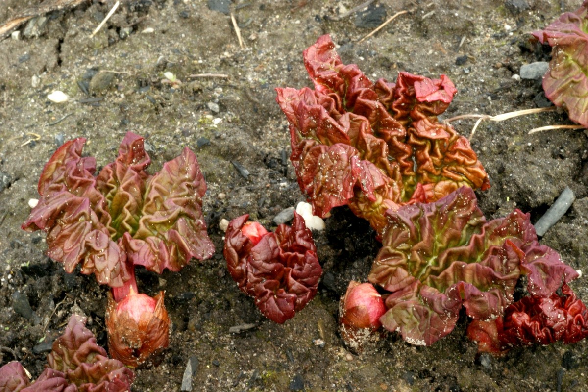 Rheum x rhabarbarum (door Joke Schaminée-Sluis)