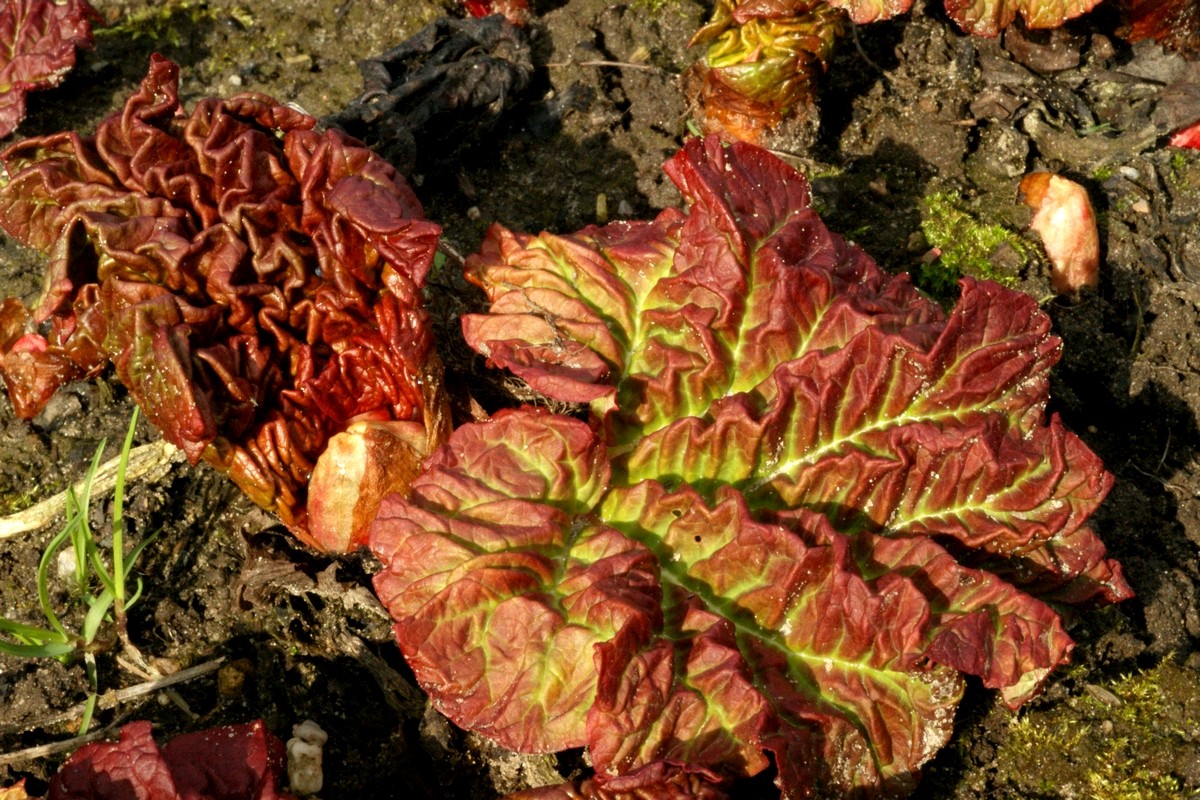 Rheum x rhabarbarum (door Joke Schaminée-Sluis)