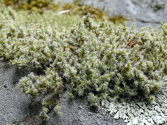 Racomitrium canescens var. intermedium (door Michael Lueth (www.milueth.de))