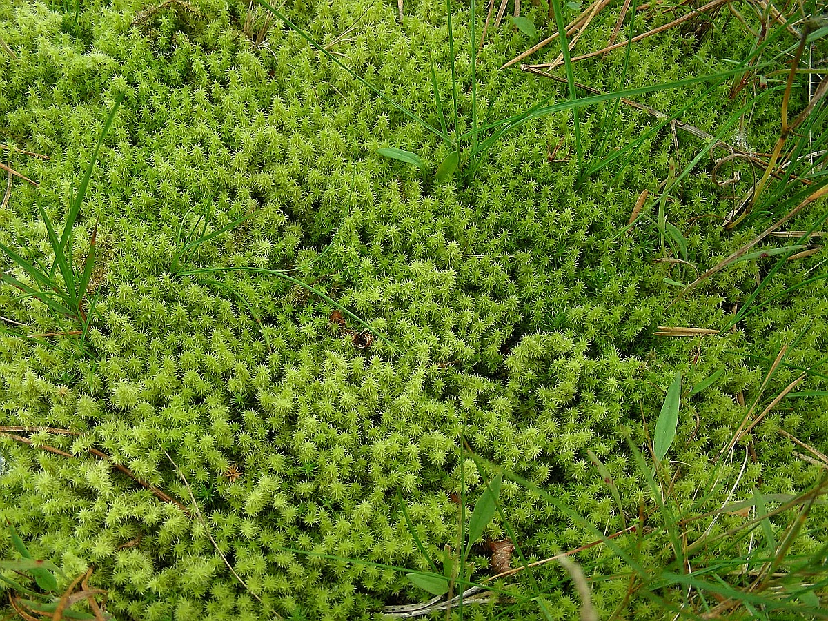 Racomitrium canescens var. intermedium (door Henk Greven)