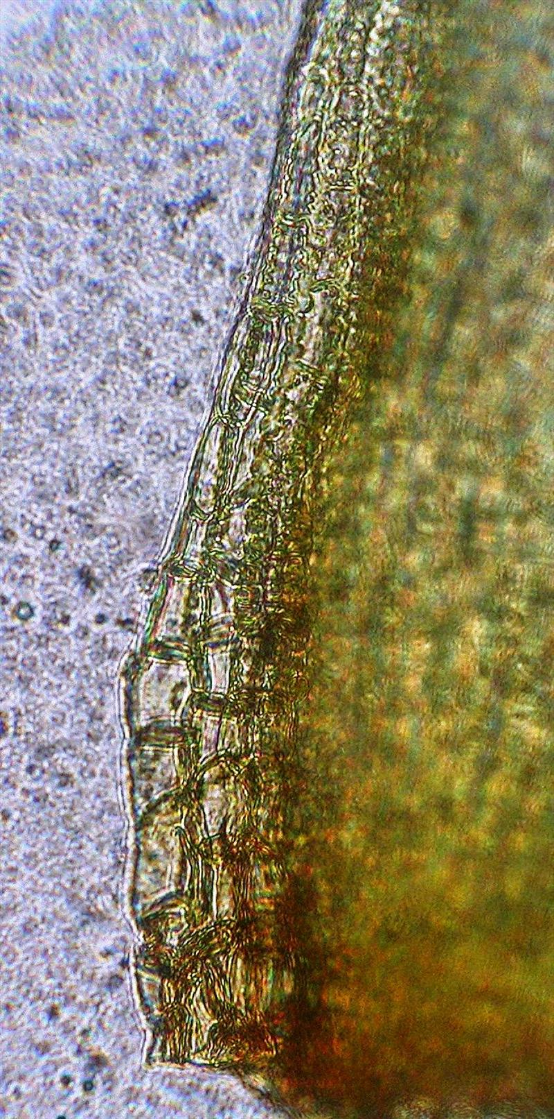 Racomitrium canescens var. ericoides (door Henk Greven)