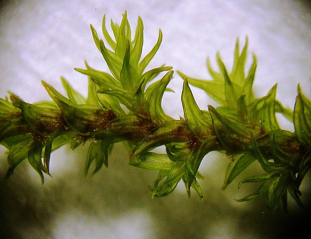 Racomitrium canescens var. ericoides (door Henk Greven)