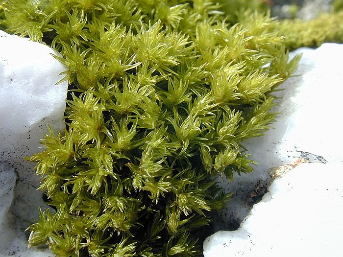 Racomitrium heterostichum var. obtusum (door Michael Lueth (www.milueth.de))