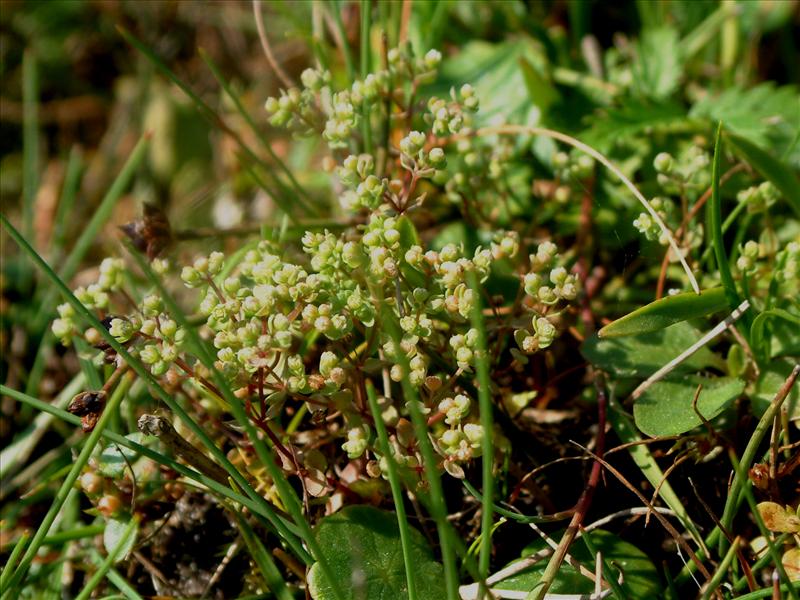 Radiola linoides (door Adrie van Heerden)