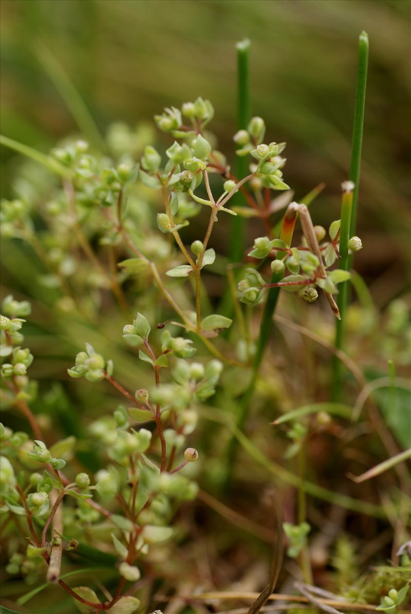 Radiola linoides (door Adrie van Heerden)