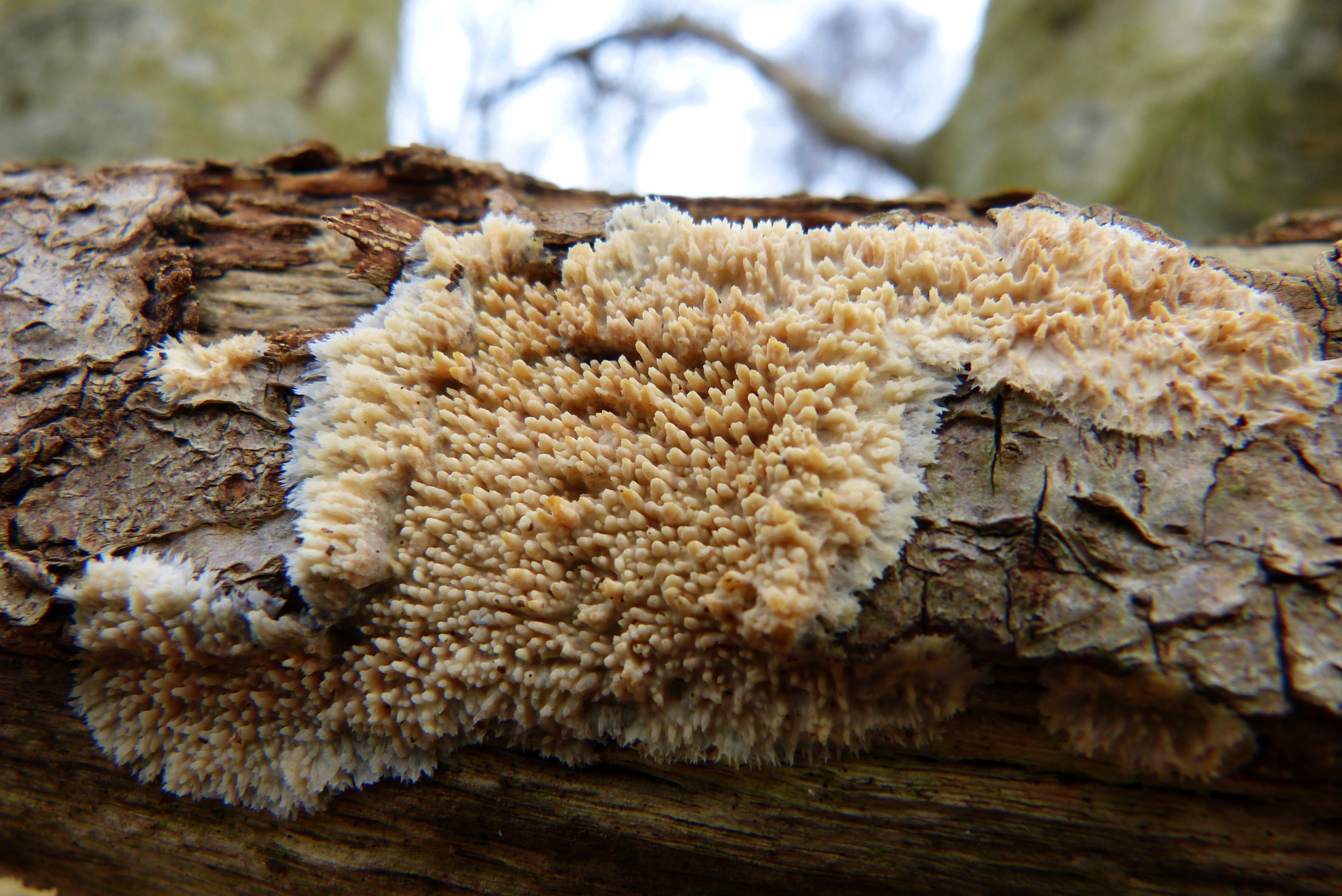 Radulomyces molaris (door Frans Ozinga)