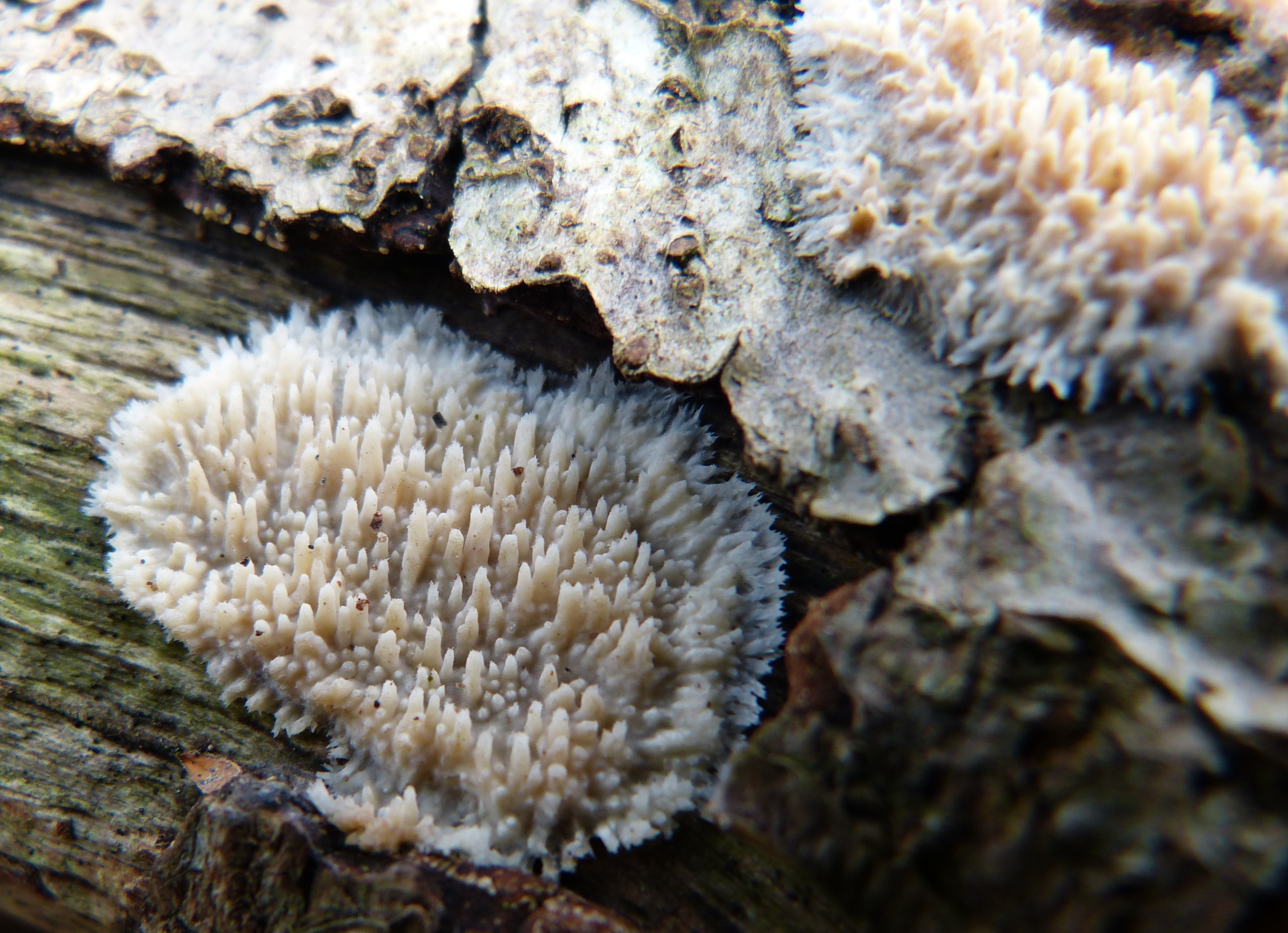 Radulomyces molaris (door Frans Ozinga)