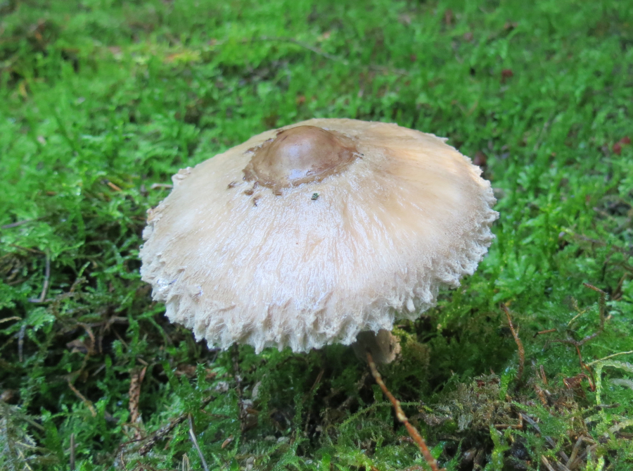 Macrolepiota excoriata (door Paul Coene)