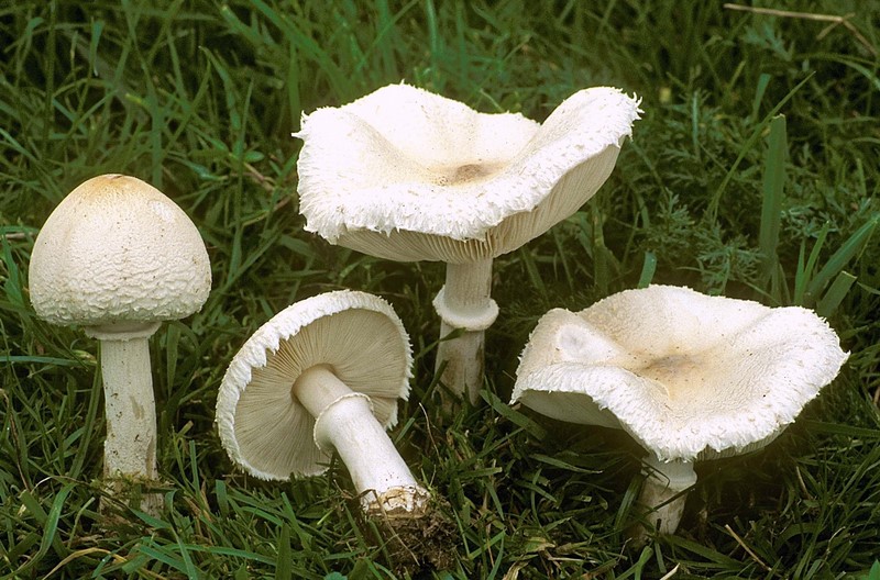 Macrolepiota excoriata (door Henk Huijser)