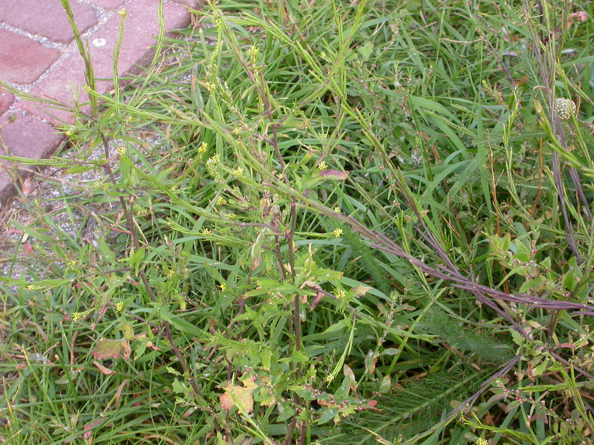 Sisymbrium officinale (door Peter Meininger)