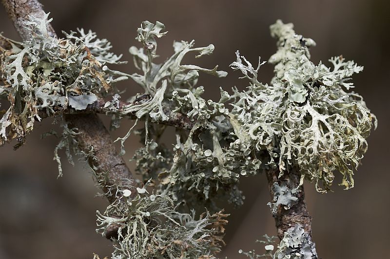 Ramalina calicaris (door Christophe Brochard / www.cbrochard.com)