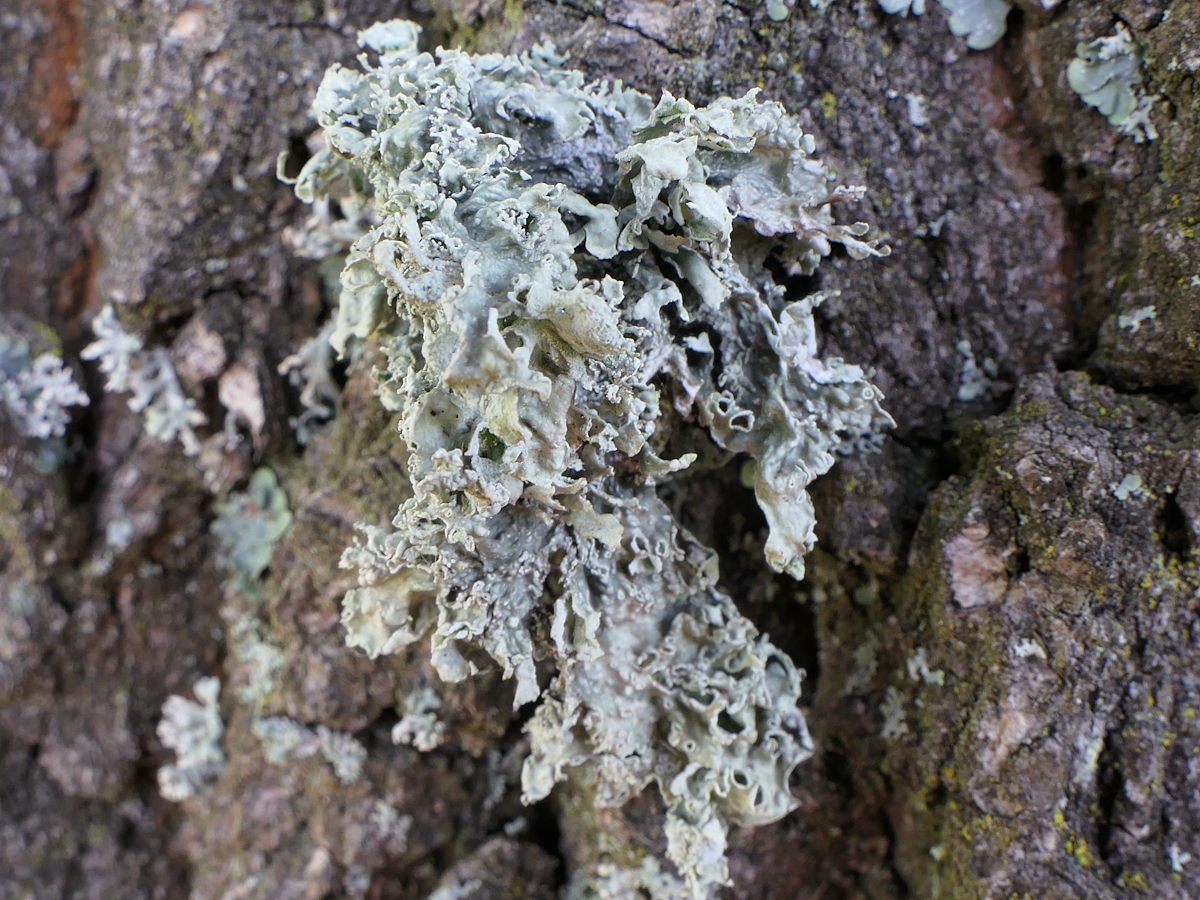 Ramalina canariensis (door Henk-Jan van der Kolk)