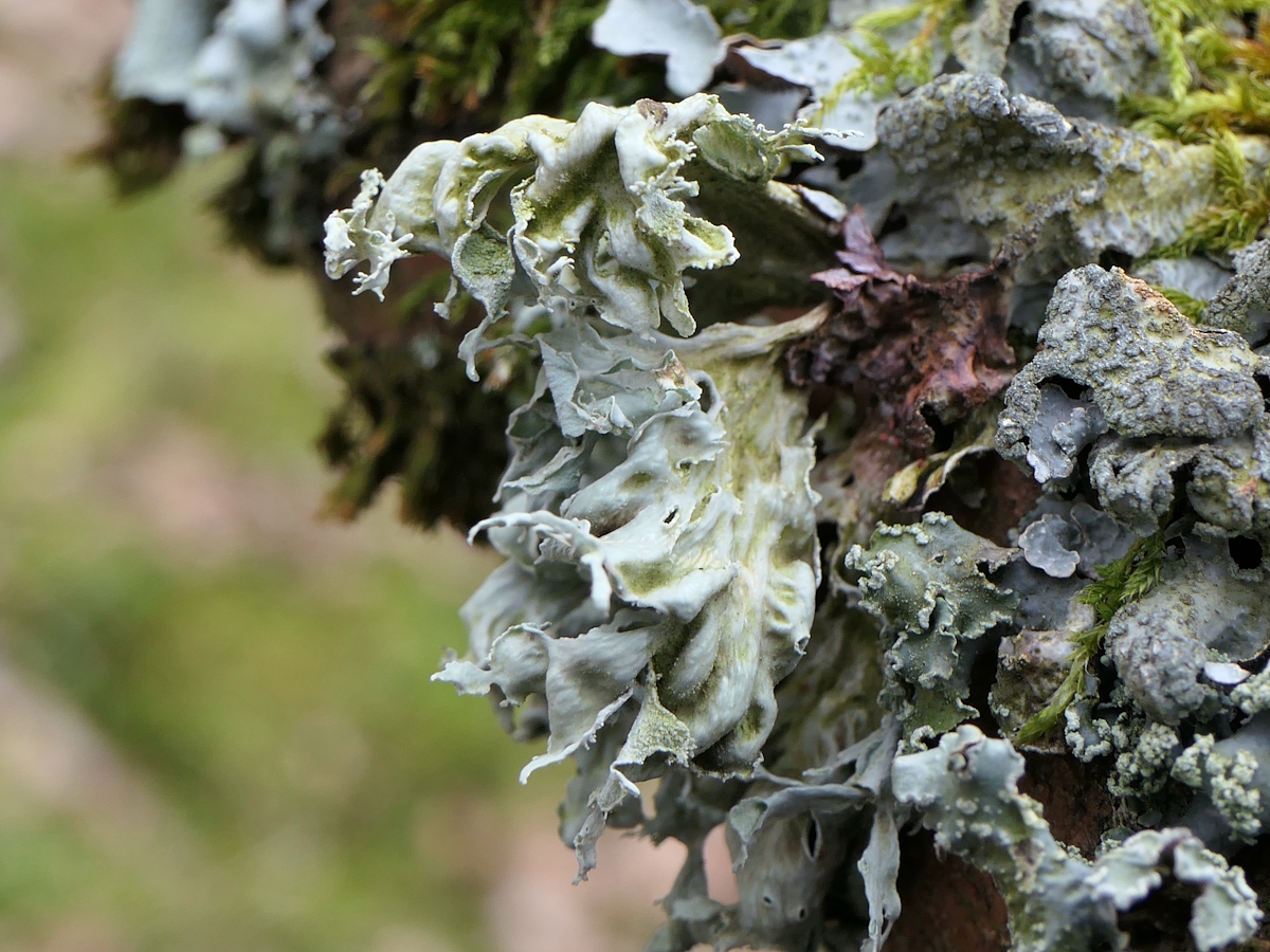 Ramalina canariensis (door Henk-Jan van der Kolk)