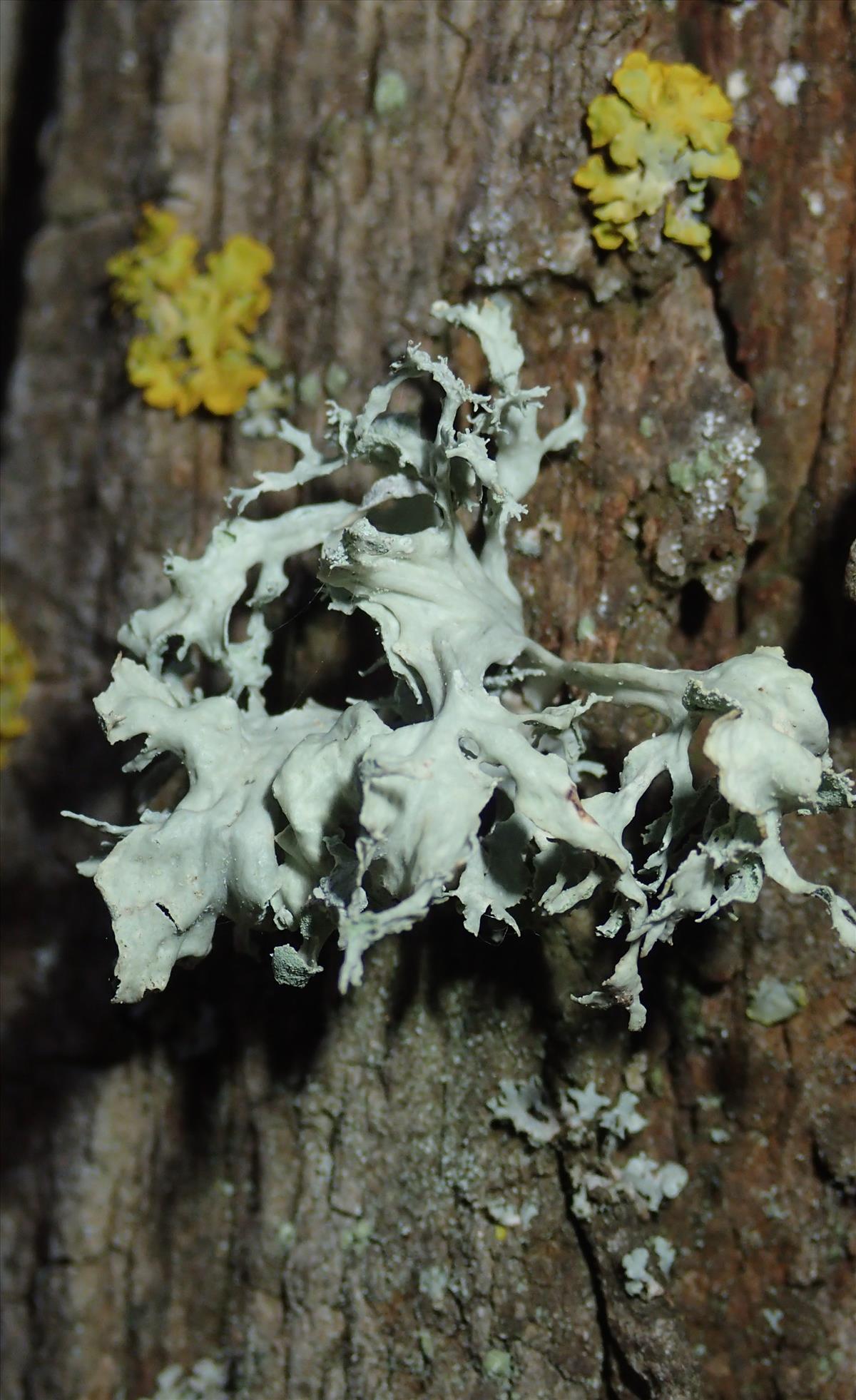 Ramalina canariensis (door Arno van der Pluijm)