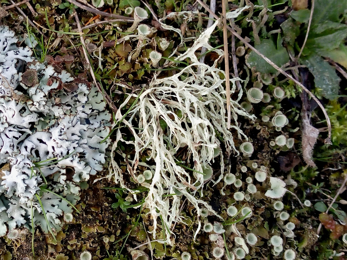 Ramalina farinacea (door Henk-Jan van der Kolk)